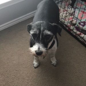 Nike pro tempo shorts